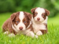 Mavi Gözlü Çikolata Beyaz Border Collie Yavrular
