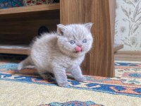 A KALİTE BRİTİSH SHORTHAİR FAWN COLOR