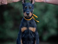 En İyisi Doberman Yavrular
