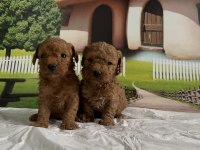Toy Poodle Yavru