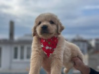 Baby Face Golden Retriever Yavrular