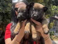 Safkan üst kalite malinois yavrularım