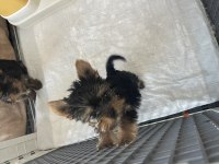 Safkan yorkshire terrier teslime hazır