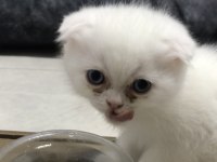 Sağlıklı scottish fold bebişler