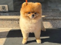 POMERANİAN BOO AYI SURAT 1.5 YAŞINDA