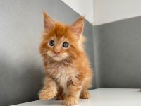 Mainecoon Secereli Faturalı Show Class Red Erkek 1 Aylık