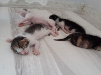 Yavru kedilerimiz 4 Tane