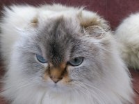 Yetişkin scottish fold dişi full secereli