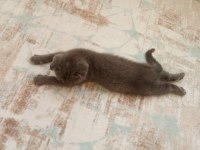 Son bayram şekeri scottish fold