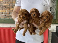 MALTESE YAVRULAR MALTİPO VE TOY POODLE YAVRULAR ANKARA