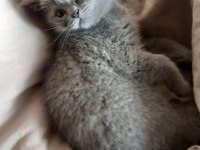 2 aylık yavru british shorthair kedimiz satılıktır