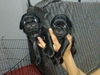 Siyah pug yavrumuz