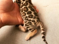 Ful şecereli show class bengal kedisi yavruları