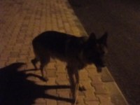 K9 Alman Kurdu