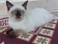British yavru kedimiz