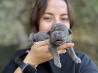 TÜM TÜRKİYEYE ORJINAL CANE CORSO ITALIANO YAVRULARI