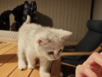 4 Aylık British Shorthair Silver Point