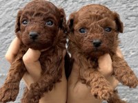 Toypoodle yavruları elite seri burada