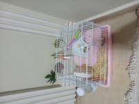 Hamster çift