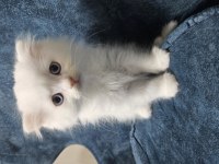 Scottish fold 27 mart doğumlu