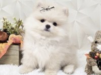 Pomeranian Boo Köpeği