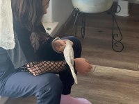Konuşturmak ve eğitim için muhabbet kuşları