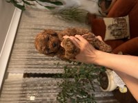 Muhteşem toy poodle