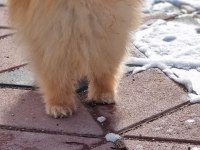 Ayı surat şecereli pomeranian boo erkek