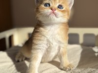 Ny11 Ny12 Mükemmel Kalite Golden British Shorthair