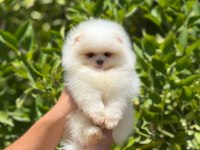 Bebek Surat Pomeranian