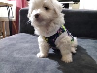 Son dişi köpeğimiz menemen