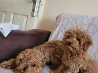 Sağlıklı poodle yavrular