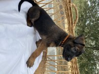 Belçika malinois yavruları