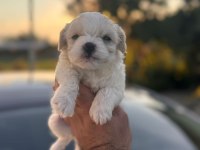 Orijinal Maltese 0 Boy Yavrularımız