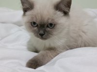 BRITISH SHORTHAIR BLUE POİNT