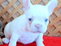 LİLAC AND TAN PLATİNUM DİŞİ YAVRU FRENCH BULLDOG
