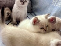 British Shorthair Colorpoint