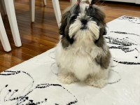Kore kan shih tzu baby
