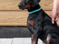 Evinizin neşesi doberman bebişler her yere kapıda öde