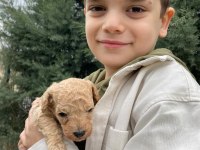 Toy poodle yavrular