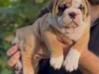 TOMBİŞ BULLDOG ÇOCUKLAR