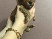 Erkek Toy Poodle Yavruları