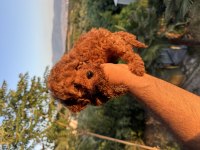 RED BROWN ERKEK DİŞİ GARANTİLİ TOY POODLE