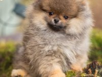 Pomeranian bebekler hazır