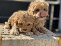 Yasal ruhsatlı çiftlikde ziyarete açık maltipoo lar