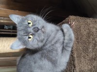 Çok çok sakin sevimli Heram british shorthair