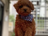 TOY POODLE