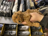 Toy Poodle yavrularımız