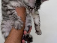 MCO dişi silver tabby blotches
