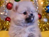 Şecereli Teacup Pomeranian Yavrularımız